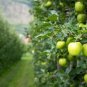Fresh Green Apple Tree Seeds 30 Seeds Malus Pumila Antonovka Garden