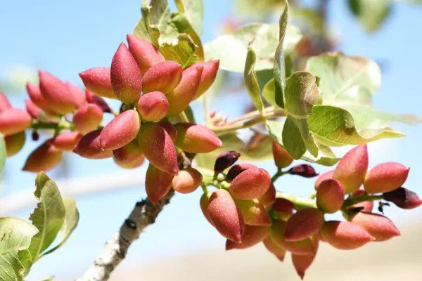 Fresh 6 Pistachio Nut Tree Seeds For Planting Pistacia Vera Garden