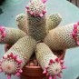 Fresh 30 Thumb Cactus Seeds Mammillaria Matudae Cacti Seeds Ships From Iowa Usa Garden