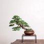 Fresh Hinoki Cypress Bonsai Tree Seeds 50 Seeds To Grow Evergreen Bonsai Tree Sh Garden