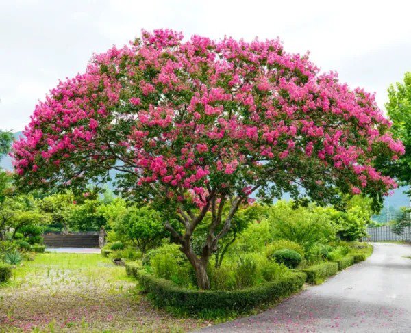 Fresh Crape Myrtle Tree Seeds 50 Seeds Beautiful Flowering Tree Crepe Myrtle Garden