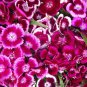 Fresh 1 000+ Sweet William Flower Seeds Single Mix Brilliant Old Fashioned Flowers Garden