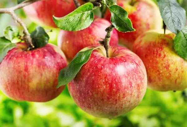 Fresh Apple Tree Seeds For Planting 30 Seeds Malus Pumila Common Apple Tree Garden