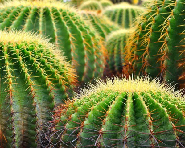 Fresh Golden Barrel Cactus Seeds 50 Seeds Echinocactus Grusonii Ships From Iowa Garden