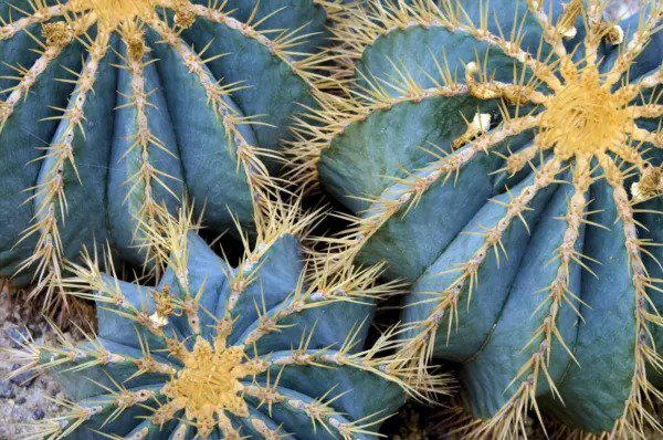Fresh Golden Barrel Cactus Seeds 30 Seeds Echinocactus Grusonii Ships From Iowa Garden
