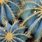 Fresh Golden Barrel Cactus Seeds 30 Seeds Echinocactus Grusonii Ships From Iowa Garden