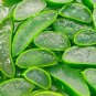 Fresh Aloe Vera Seeds For Planting 30+ Seeds Ships From Iowa Usa Grow Healing Garden