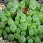 Fresh Baby Toes Succulent Seeds For Planting 30+ Seeds Ships From Iowa Usa Fene Garden