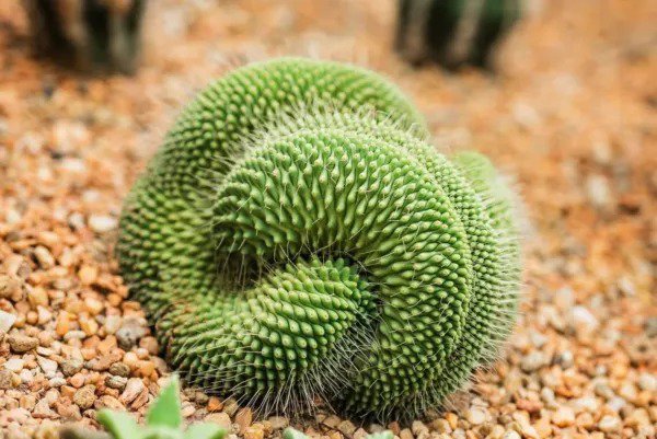 Fresh Green Poo Cactus Seeds For Planting 25 Seeds Mammillaria Spinosissima Ships Garden