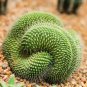 Fresh Green Poo Cactus Seeds For Planting 25 Seeds Mammillaria Spinosissima Ships Garden