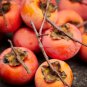 Fresh Persimmon Tree Seeds 50 Seeds Made In Usa Ships From Iowa Popular Outdoor Garden