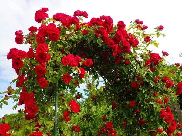 Fresh 100 Climbing Rose Vine Seeds Amazing Growth And Beautiful Roses Great For Tr Garden