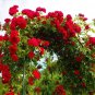 Fresh 100 Climbing Rose Vine Seeds Amazing Growth And Beautiful Roses Great For Tr Garden