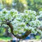 Fresh Apricot Bonsai Tree Seeds 3 Large Seeds For Planting Garden