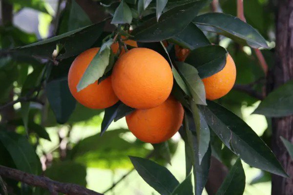 Fresh 10 Hardy Orange Bonsai Tree Seeds Cold Tolerant Citrus Seeds With High Germina Garden