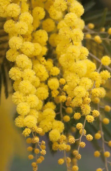 Fresh Golden Mimosa Tree Seeds For Planting 30 Seeds Acacia Baileyana Garden
