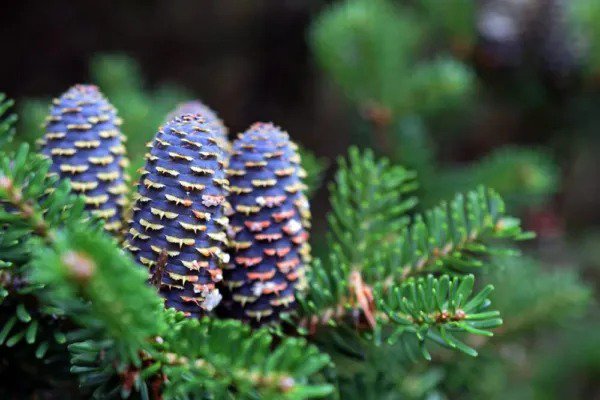 Fresh Korean Fir Tree Seeds 30 Seeds Abies Koreana Has Stunning Blue Cones Garden