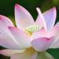 Fresh 30 Lotus Seeds For Planting Great Bonsai Or Water Feature Plant Garden