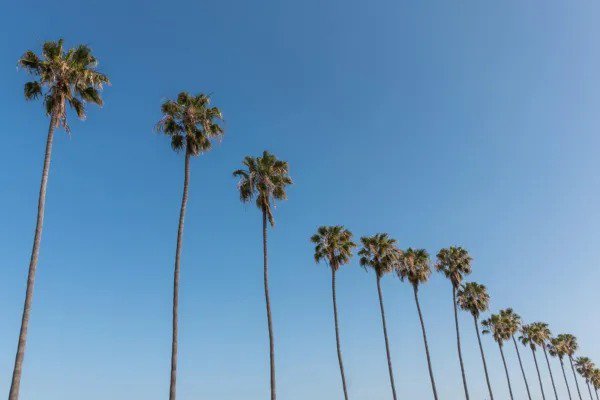 Fresh Mexican Fan Palm Tree Seeds Washingtonia Robusta 20 Seeds For Planting Garden