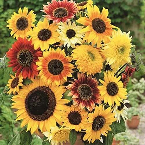 Fresh Here Comes The Sun Sunflower Seeds Mix 200+ Seeds Made In Usa Garden