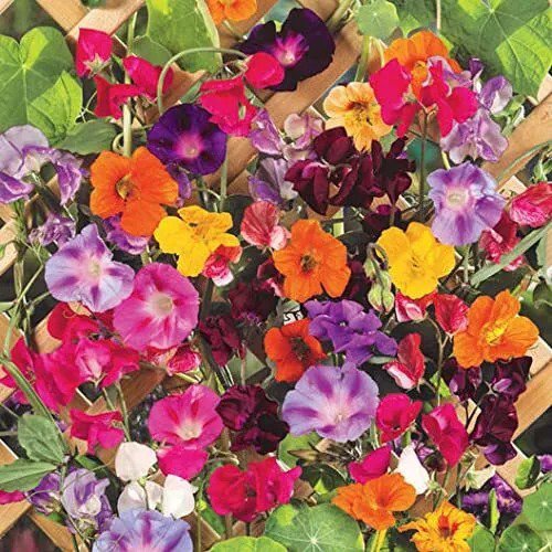 Fresh Colorful Mixed Climbing Vine Seeds 200+ Seeds Mix Morning Glory Nasturtium B Garden