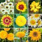 Fresh Mellow Yellow Wildflower Mix 200+ Seeds Stunning All Yellow Blend Garden