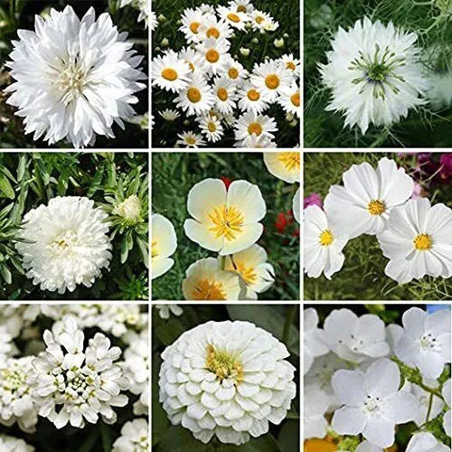 Fresh White Wedding Wildflower Mix 200+ Seeds Stunning All White Blend Of Wildflow Garden