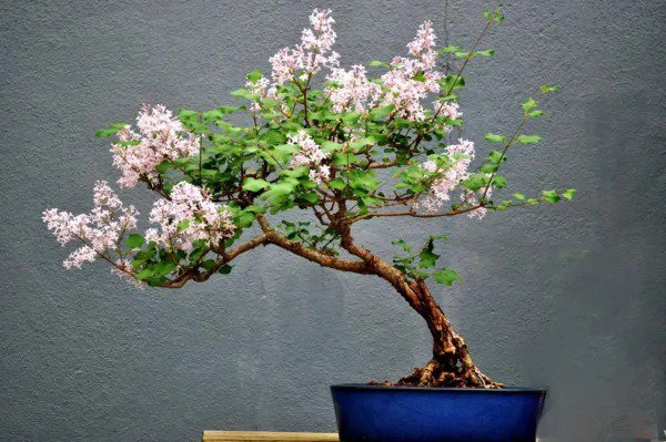 Fresh Pink Lilac Bonsai Tree Seeds 30+ Seeds Highly Prized For Bonsai Stunning Pi Garden