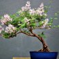 Fresh Pink Lilac Bonsai Tree Seeds 30+ Seeds Highly Prized For Bonsai Stunning Pi Garden
