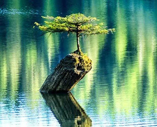 Fresh Balsam Fir Bonsai Tree Seeds 30 Balsam Fir Seeds Tp Plant (Abies Balsamea) S Garden