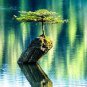 Fresh Balsam Fir Bonsai Tree Seeds 30 Balsam Fir Seeds Tp Plant (Abies Balsamea) S Garden
