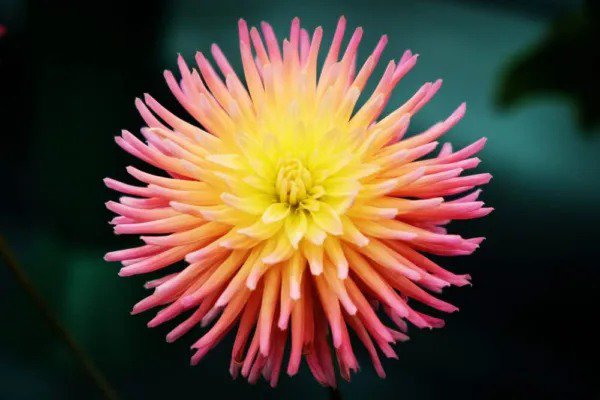 Fresh 50+ Cactus Dahlia Mixed Color Seeds Made In Usa Ships From Iowa. Garden
