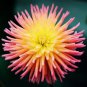 Fresh 50+ Cactus Dahlia Mixed Color Seeds Made In Usa Ships From Iowa. Garden