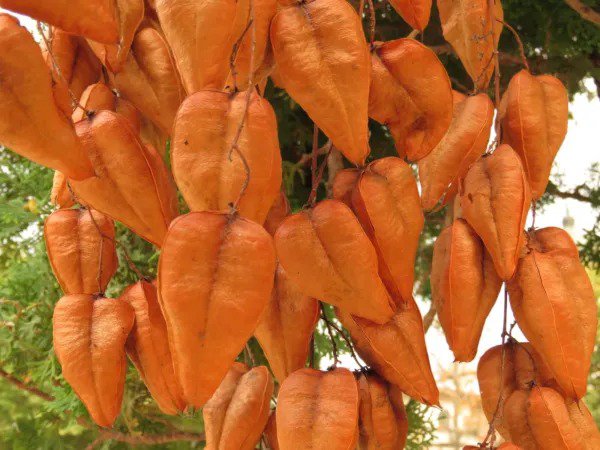 Fresh Chinese Golden Rain Tree Seeds For Planting 6 Seeds Koelreuteria Bipinnata Garden
