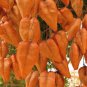 Fresh Chinese Golden Rain Tree Seeds For Planting 6 Seeds Koelreuteria Bipinnata Garden