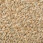 Fresh 1 000 Seeds No Till Winter Rye Cover Crop Seeds Non Gmo Rye Deer & Turkey Garden