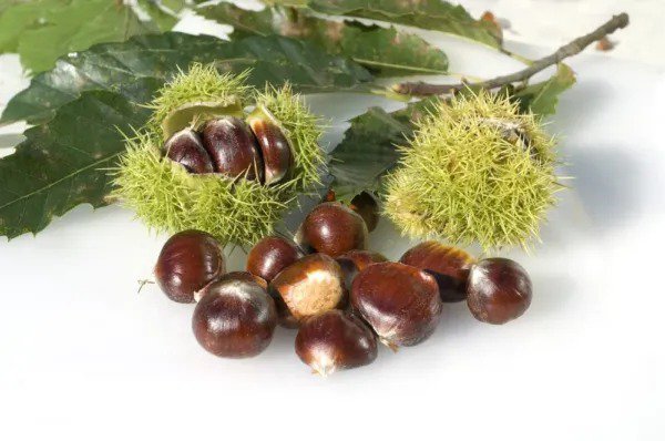 Fresh 6 Chestnut Tree Seeds For Planting Garden
