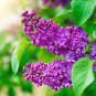 Fresh Purple Lilac Seeds For Planting 50 Seeds Stunning Purple Flowers Great For Garden