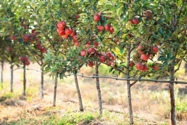 Fresh Delicious Apple Tree Seeds For Planting 30 Seeds Malus Pumila Common Apple Garden
