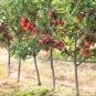 Fresh Delicious Apple Tree Seeds For Planting 30 Seeds Malus Pumila Common Apple Garden