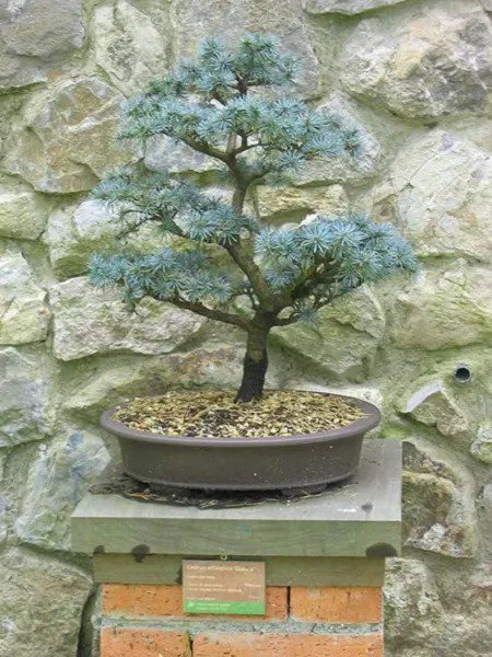 Fresh Atlas Cedar Bonsai Tree Seeds 10 Seeds Stunning Evergreen Bonsai Specimen Garden
