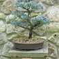 Fresh Atlas Cedar Bonsai Tree Seeds 10 Seeds Stunning Evergreen Bonsai Specimen Garden