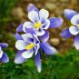 Fresh 500+ Blue Colorado Columbine Flower Seeds Non Gmo Garden