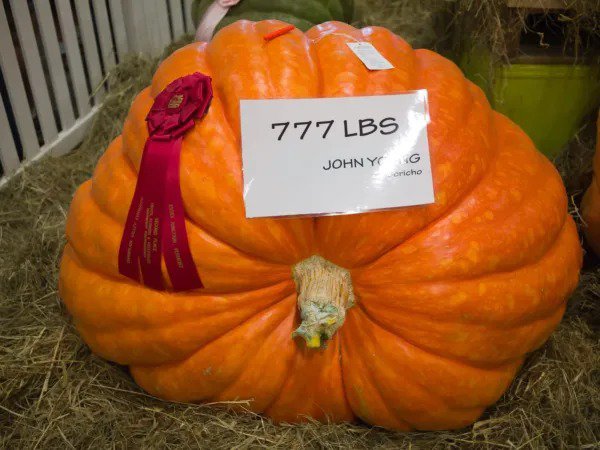 Fresh 15 Colossal Pumpkin Seeds Grow The Biggest Pumpkin On The Planet Cinderella' Garden
