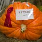 Fresh 15 Colossal Pumpkin Seeds Grow The Biggest Pumpkin On The Planet Cinderella' Garden