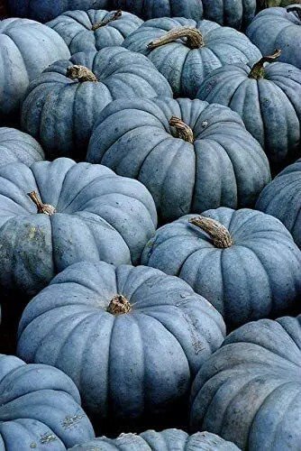 Fresh 100 Exotic Blue Pumpkin Seeds Blue Jarrahdale Pumpkin Seeds Garden