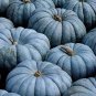 Fresh 100 Exotic Blue Pumpkin Seeds Blue Jarrahdale Pumpkin Seeds Garden