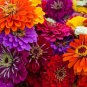 Fresh California Giant Zinnia Seeds For Planting 50 Zinnia Seeds To Plant In Your Ou Garden