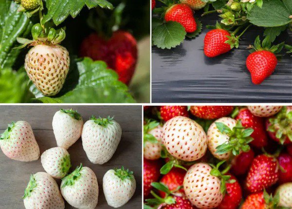 Fresh Double The Color Strawberry Duo Packet 100 Red Straberry Seeds + 100 White Str Garden