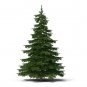 Fresh 50 Balsam Fir Tree Seeds (Abies Balsamea) Garden